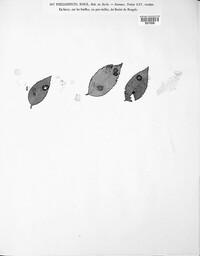 Phyllosticta rosae image